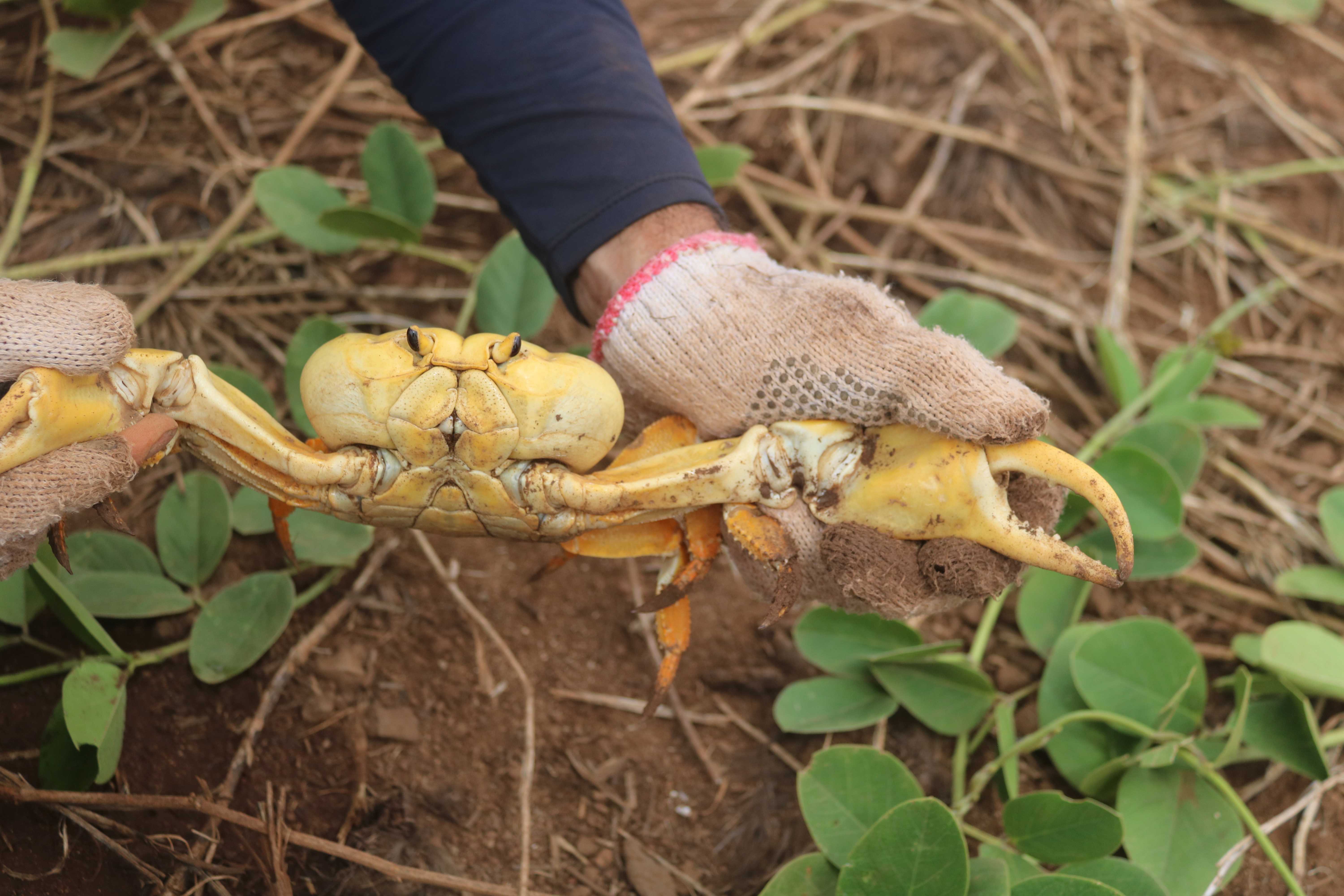Densidade Populacional Johngartia lagostomar